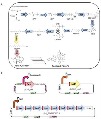 Metabolic Engineering of Bacillus subtilis Toward Taxadiene Biosynthesis as the First Committed Step for Taxol Production